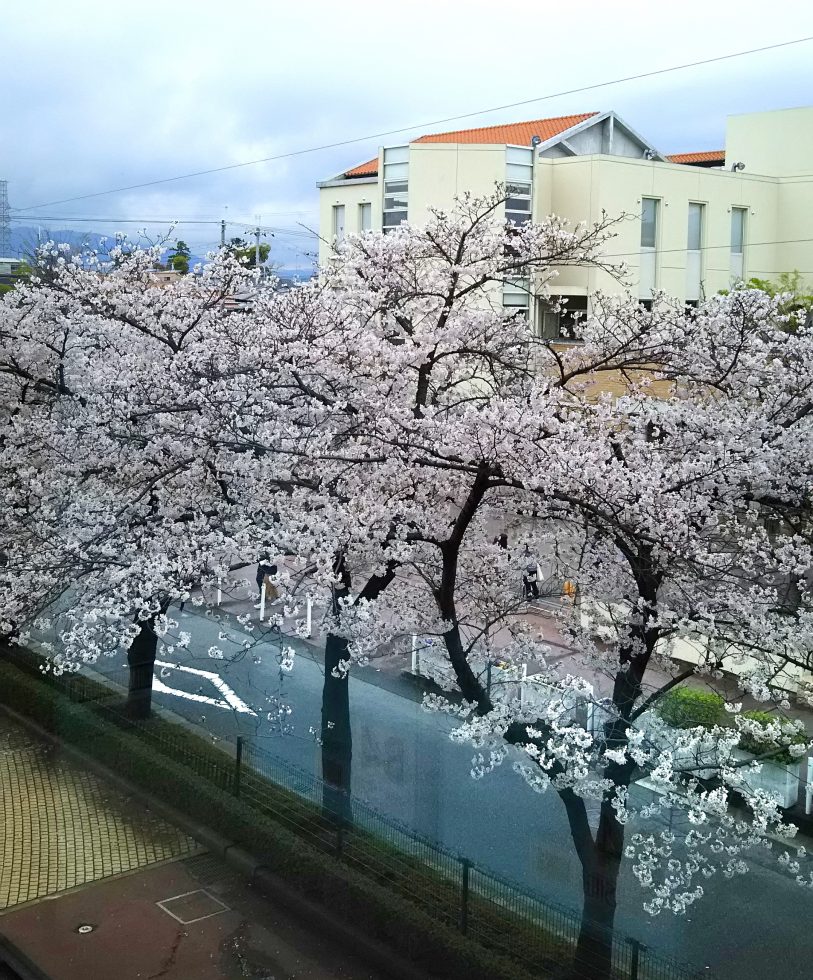 満開の桜